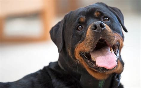 rottweiler rolex jva köln|Rottweiler Yam räumt im Knast auf .